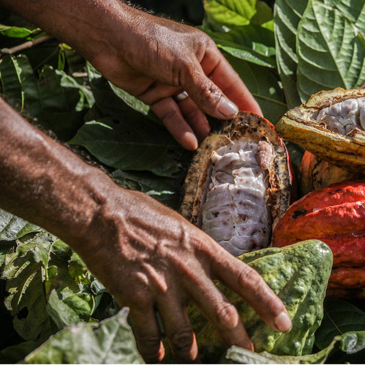 Cacao colombiano: uno de los mejores y más sostenibles del mundo