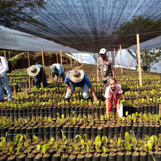 Sustitución de cultivos ilícitos en Colombia